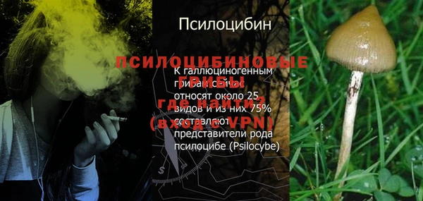 прущие грибы Вязьма